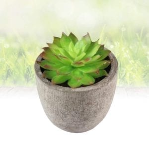 Green Soil Lotus