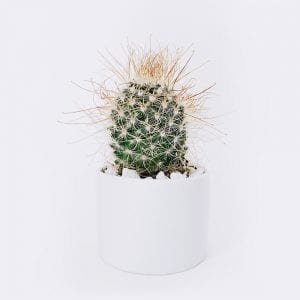 Old Lady Cactus