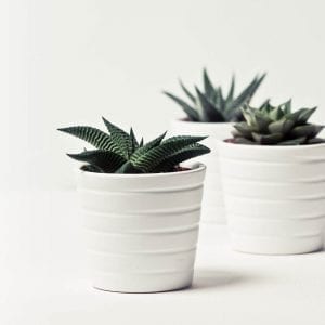 Cleistocactus
