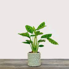Mini San Pedro Cactus