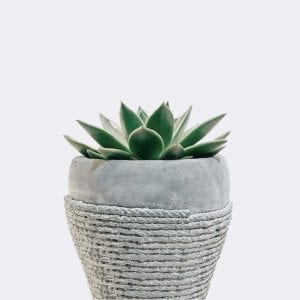 Ball Cactus