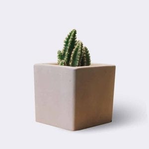 Money Plant
