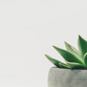 Star Cactus